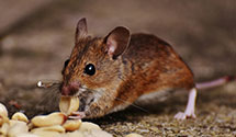 hospital-and-healthcare-facility-pest-management Experts in Washington Park
